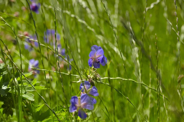 Flores azuis e grama — Fotografia de Stock