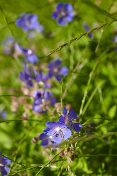 Mavi çiçekler ve çim — Stok fotoğraf