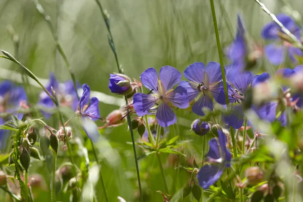 Blaue Blumen und Gras — Stockfoto