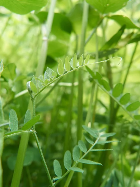 Green wild plants — Stock Photo, Image