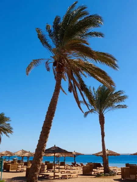Palma na plaży — Zdjęcie stockowe