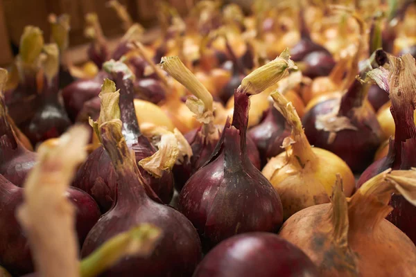 Frische Zwiebeln auf dem Tisch — Stockfoto