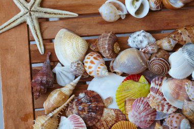 Farklı kabukları portre