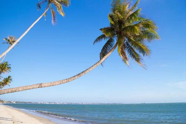 Palmiye ağacı ve okyanus — Stok fotoğraf
