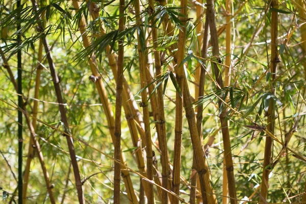 緑竹の森 — ストック写真