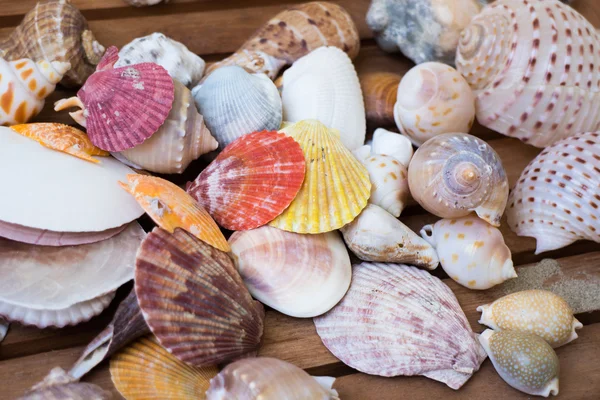 Verschiedene Muscheln Nahaufnahme — Stockfoto