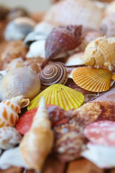 Fondo hecho de conchas marinas — Foto de Stock