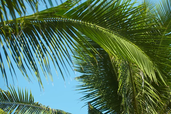 Folhas e céu azul — Fotografia de Stock