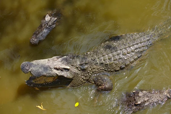 Coccodrilli aggressivi nell'acqua — Foto Stock