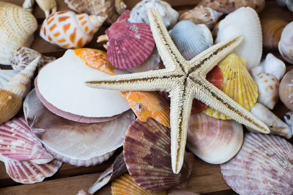 Contesto dalle conchiglie — Foto Stock