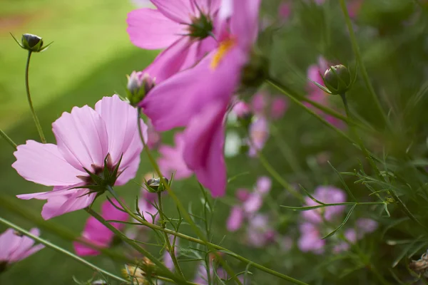 Flowers on blurred background — Stock Photo, Image