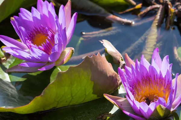 Roze lotusbloemen Rechtenvrije Stockfoto's