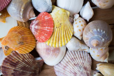 deniz kabuklarını yapılan arka plan