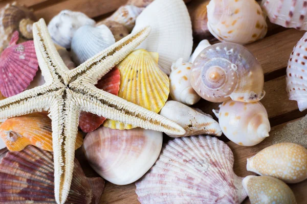 Background made from seashells — Stock Photo, Image
