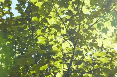 Tatlı akçaağaç şube