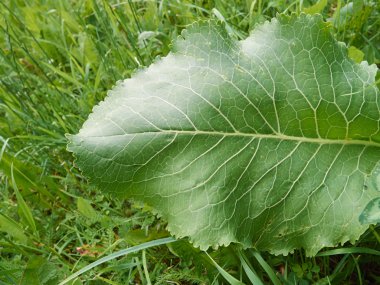 Yeşil çimen üzerinde Dulavratotu yaprağı yakın çekim 