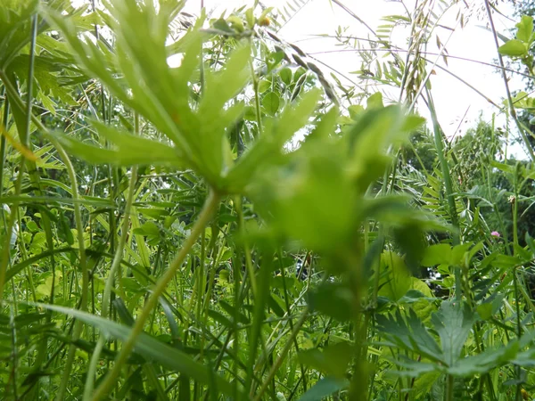 晴れた日に緑の夏の草 — ストック写真