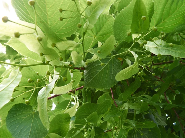 Linden Träd Med Gröna Blad Närbild — Stockfoto