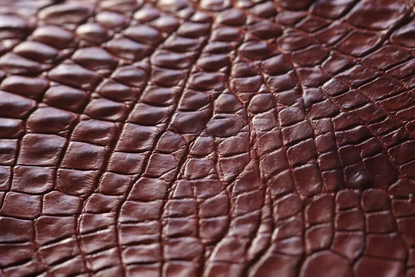 Alligator huid achtergrond — Stockfoto