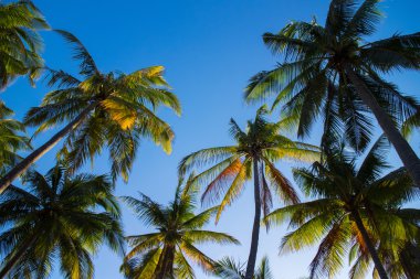 Mavi gökyüzü üzerinde avuç içi