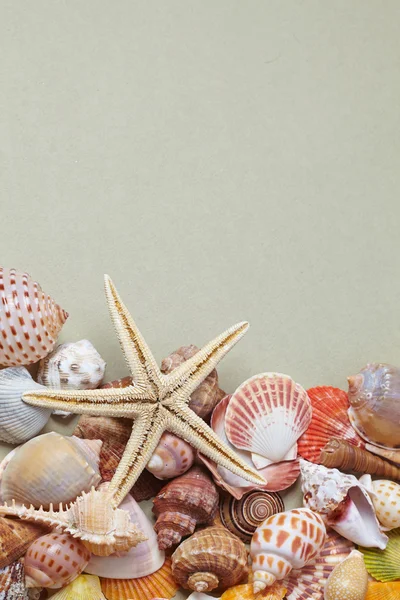 Conchiglie di mare come sfondo — Foto Stock