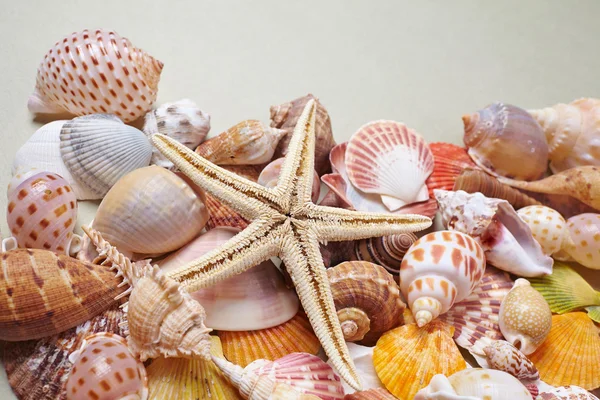 Conchiglie di mare come sfondo — Foto Stock