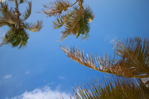 Palmiers verts sur ciel bleu — Photo