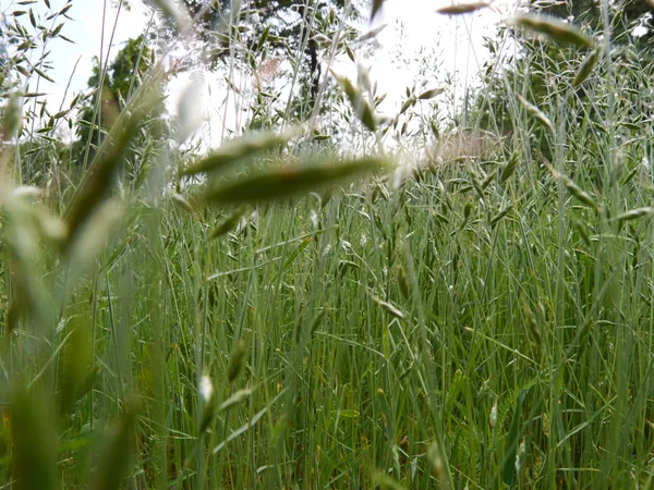 Verde Campo Verano Día Soleado —  Fotos de Stock