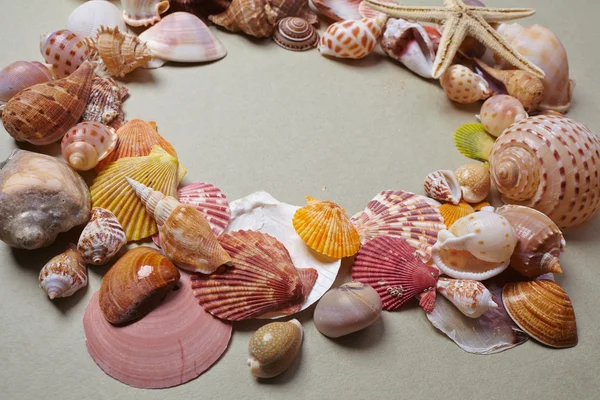 Sea shells as background — Stock Photo, Image