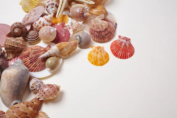 Морские раковины в качестве фона — стоковое фото