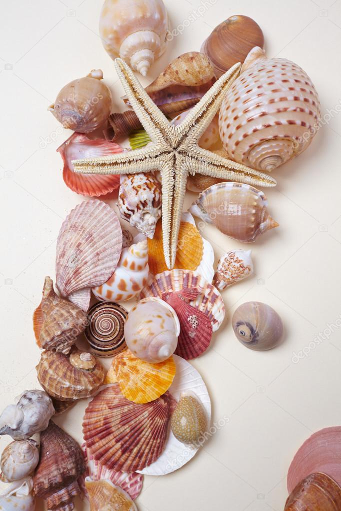 sea shells as background