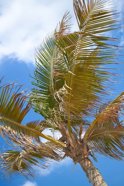 Пальмы Зелеными Листьями Фоне Неба — стоковое фото