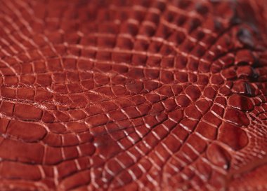 timsah desenli arka plan