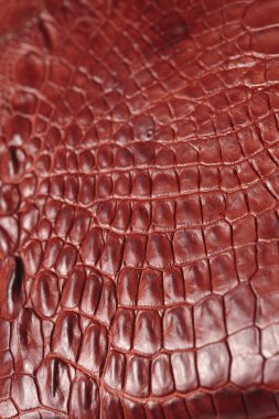 timsah desenli arka plan