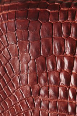 timsah desenli arka plan