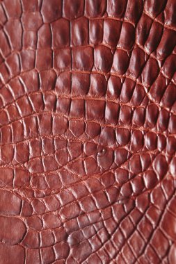 timsah desenli arka plan