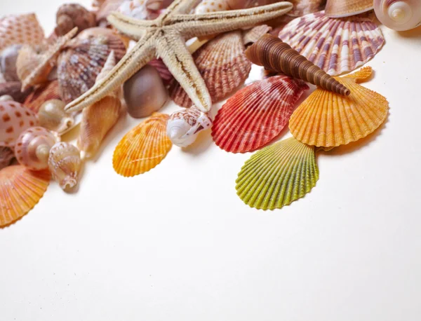 Nice sea shells — Stock Photo, Image