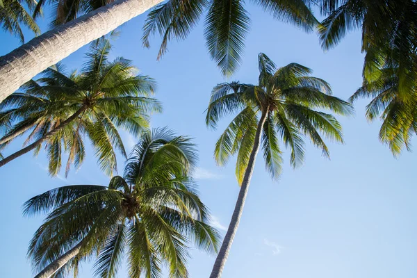 Пальмы над голубым небом — стоковое фото