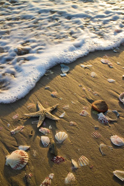 Snäckor på stranden med vågor — Stockfoto