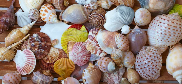 Verschiedene Muscheln Nahaufnahme — Stockfoto