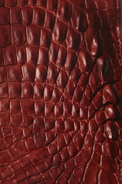 timsah desenli arka plan