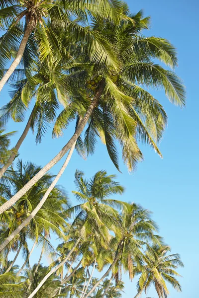 Beautiful green palm trees — Stock Photo, Image
