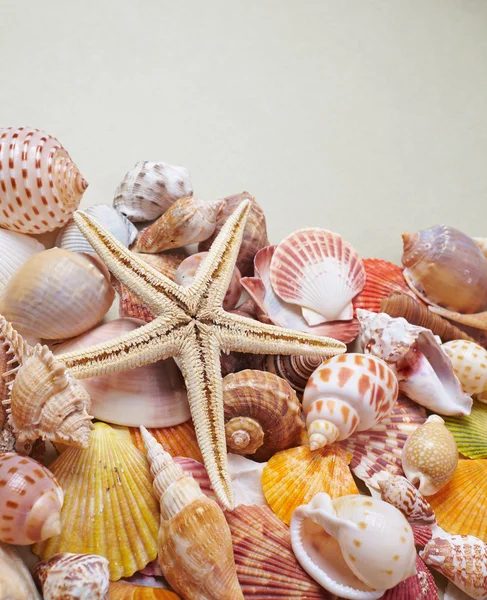 Conchiglie marine diverse — Foto Stock