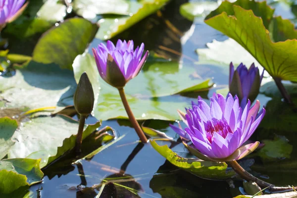 Lotus blommor blomma Stockfoto