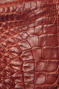 timsah desenli arka plan