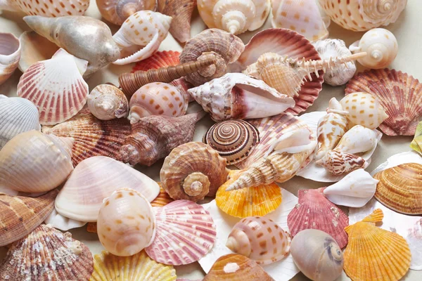 Different sea shells — Stock Photo, Image