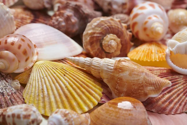 Verschiedene Muscheln — Stockfoto