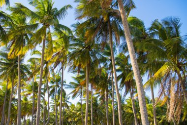 Güzel yeşil palmiye ağaçları