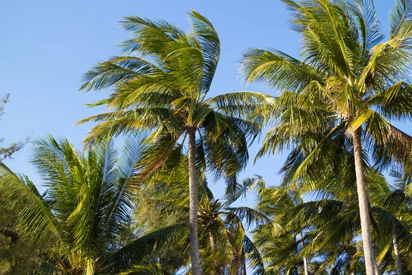 Schöne grüne Palmen — Stockfoto