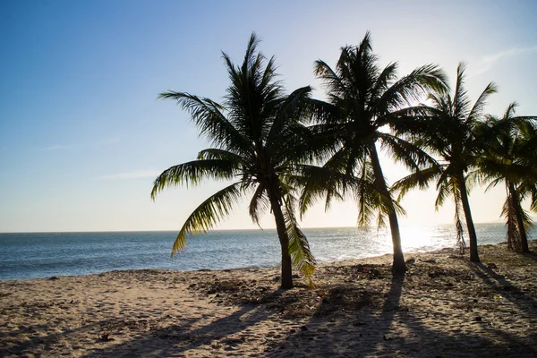 Prachtige groene palmbomen — Stockfoto